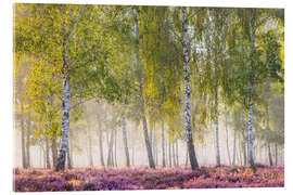 Acrylglasbild Spätsommermorgen im Birkenwäldchen - Moqui, Daniela Beyer