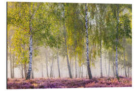 Alubild Spätsommermorgen im Birkenwäldchen - Moqui, Daniela Beyer