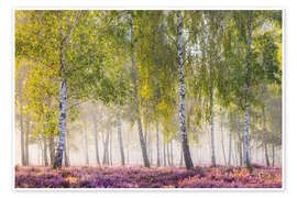 Poster Spätsommermorgen im Birkenwäldchen - Moqui, Daniela Beyer