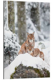 Alubild Zwei Luchse im Schnee