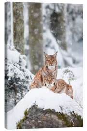 Leinwandbild Zwei Luchse im Schnee