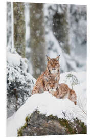 Hartschaumbild Zwei Luchse im Schnee