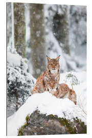 Gallery Print Zwei Luchse im Schnee