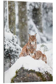 Magnettafel Zwei Luchse im Schnee