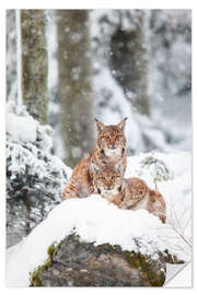 Wandsticker Zwei Luchse im Schnee