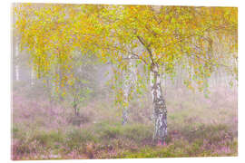Acrylglasbild Herbstliche Birke im Nebel - Moqui, Daniela Beyer
