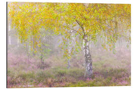 Alubild Herbstliche Birke im Nebel - Moqui, Daniela Beyer