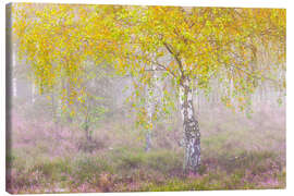 Leinwandbild Herbstliche Birke im Nebel - Moqui, Daniela Beyer