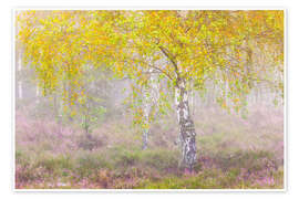Poster Herbstliche Birke im Nebel - Moqui, Daniela Beyer