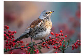Acrylglasbild Wacholderdrossel mit roten Beeren