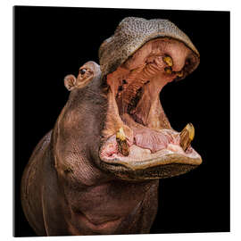 Acrylglasbild Hungriges Nilpferd