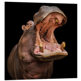 Alubild Hungriges Nilpferd