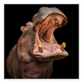 Poster Hungriges Nilpferd