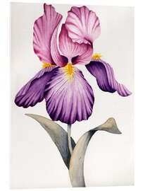 Acrylglasbild Rosa und lila Iris