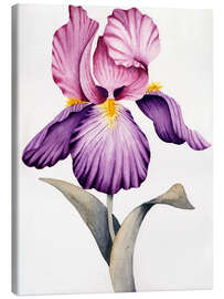 Leinwandbild Rosa und lila Iris