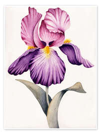 Poster Rosa und lila Iris