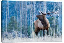 Leinwandbild Rocky Mountains Wapiti - Ken Archer