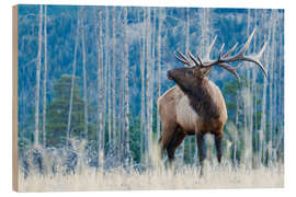 Holzbild Rocky Mountains Wapiti - Ken Archer