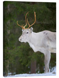 Leinwandbild Rentier im Schneewald