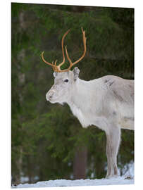 Hartschaumbild Rentier im Schneewald