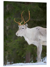 Gallery Print Rentier im Schneewald