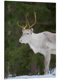 Magnettafel Rentier im Schneewald