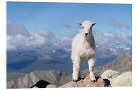Acrylglasbild Junge Bergziege - Don Grall