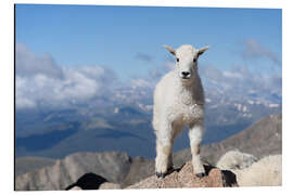 Alubild Junge Bergziege - Don Grall