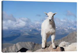 Leinwandbild Junge Bergziege - Don Grall