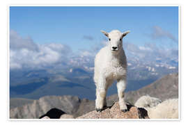 Wandbild Junge Bergziege - Don Grall