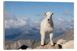 Holzbild Junge Bergziege - Don Grall