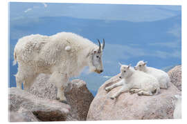 Acrylglasbild Bergziege mit Ziegenlämmern - Don Grall
