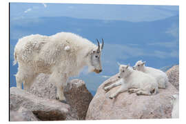 Alubild Bergziege mit Ziegenlämmern - Don Grall