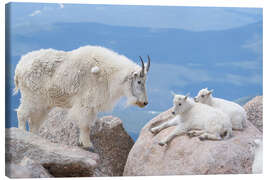 Leinwandbild Bergziege mit Ziegenlämmern - Don Grall