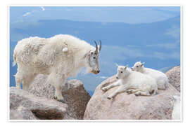 Wandbild Bergziege mit Ziegenlämmern - Don Grall