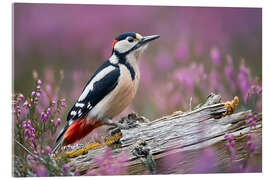 Acrylglasbild Buntspecht in der Heide - Christian Müringer