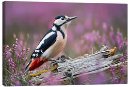 Leinwandbild Buntspecht in der Heide - Christian Müringer
