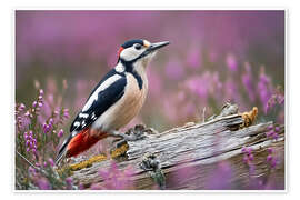 Poster Buntspecht in der Heide - Christian Müringer