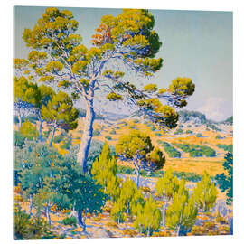 Acrylglasbild Kiefern in voller Sonne