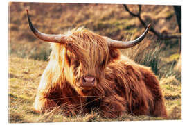 Acrylglasbild Hochlandrind, im schottischen Hochland - Geraint Tellem