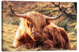 Leinwandbild Hochlandrind, im schottischen Hochland - Geraint Tellem