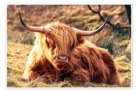 Poster Hochlandrind, im schottischen Hochland - Geraint Tellem