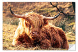 Wandsticker Hochlandrind, im schottischen Hochland