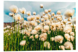 Acrylglasbild Arktische Baumwolle, Denali-Nationalpark, Alaska - Michael Nolan