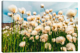 Leinwandbild Arktische Baumwolle, Denali-Nationalpark, Alaska - Michael Nolan