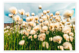 Wandbild Arktische Baumwolle, Denali-Nationalpark, Alaska - Michael Nolan