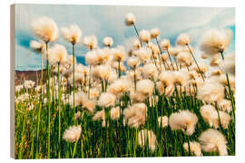 Holzbild Arktische Baumwolle, Denali-Nationalpark, Alaska - Michael Nolan