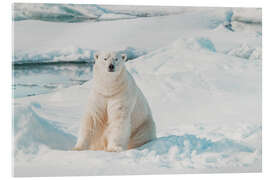 Acrylglasbild Eisbär auf Eisscholle in Spitzbergen - Michael Nolan