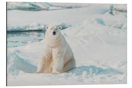 Alubild Eisbär auf Eisscholle in Spitzbergen - Michael Nolan