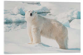 Acrylglasbild Eisbär auf einer Eisscholle - Michael Nolan